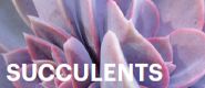 Zestaw IV: Succulents