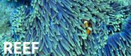 Zestaw VI: Reef