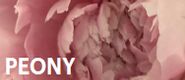 Zestaw II: Peony